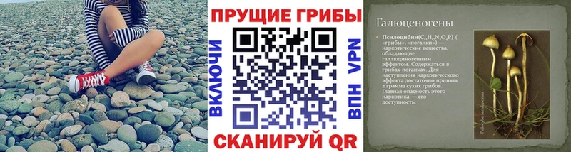 мега маркетплейс Невель Галлюциногенные грибы Psilocybe